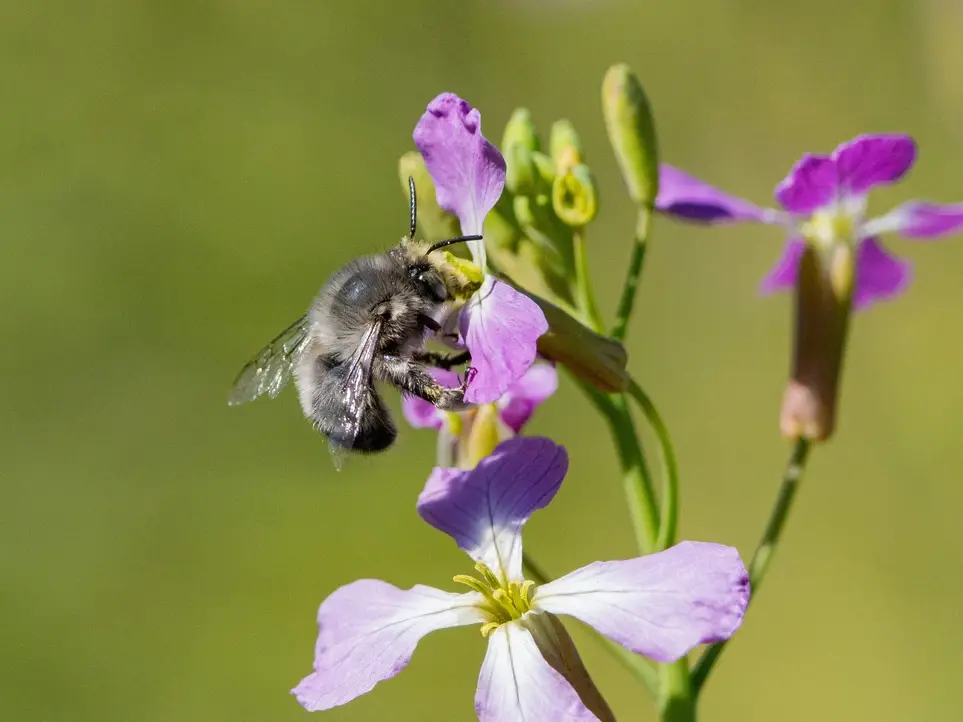 Hellyer County Park BioBlitz