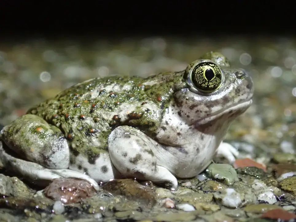 Communications (plus lots of reptiles and amphibians)