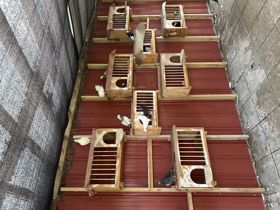 Aviary Cleaning Assistant