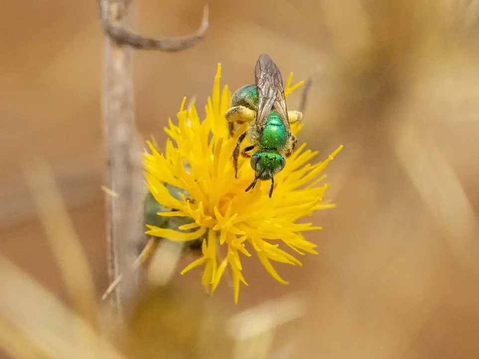 Tree Life Cycles BioBlitz