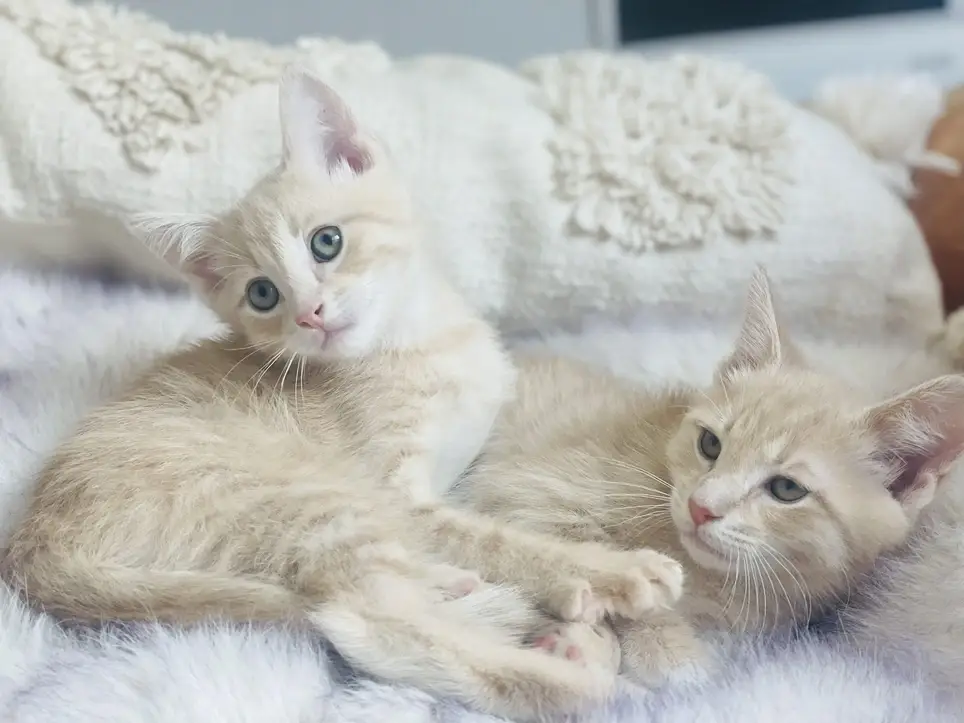 Volunteer Photographer