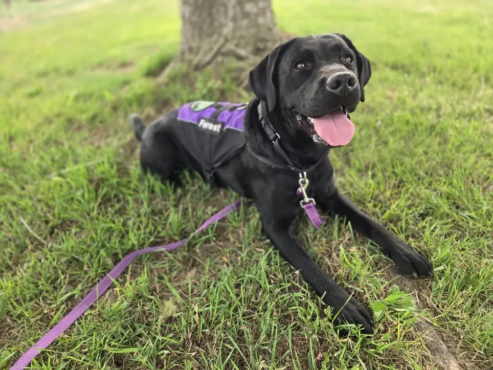 Weekend Home for a Service Dog in Training