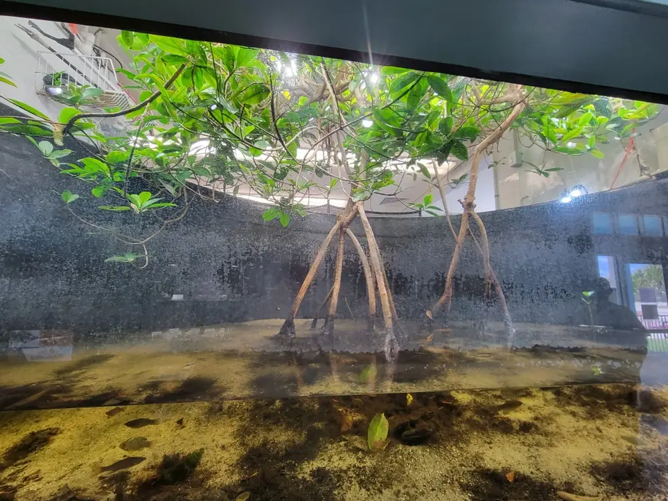 Aquarium horticulture volunteer