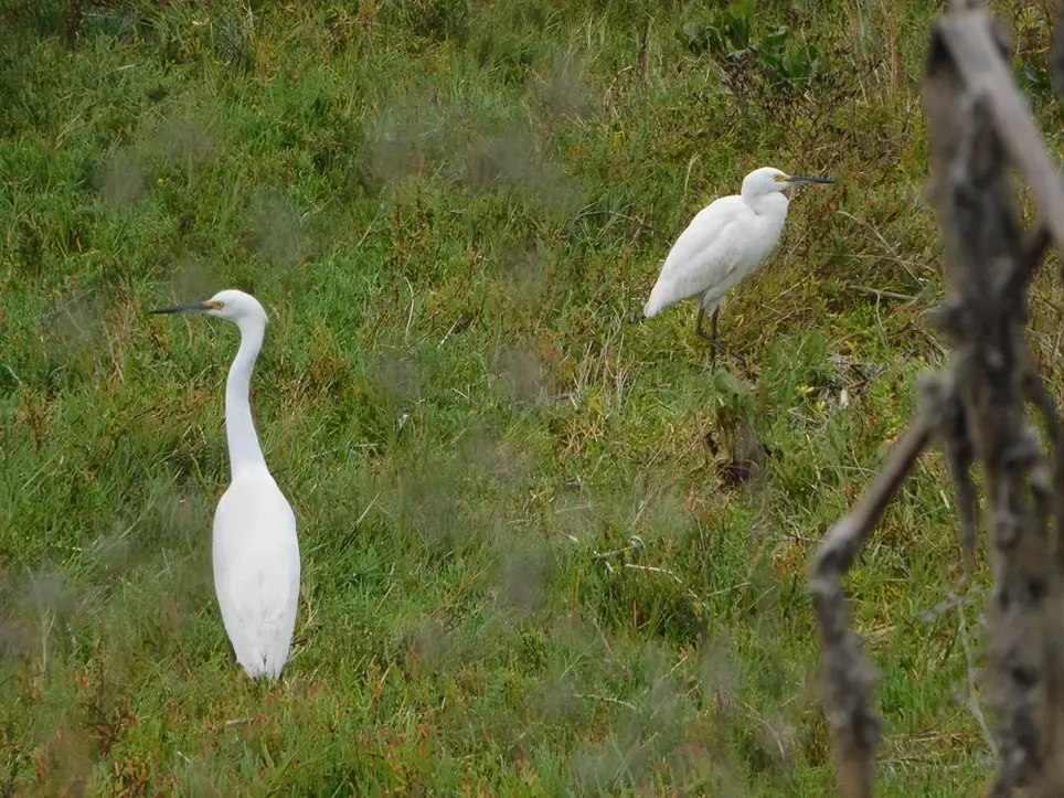 Wildlife Rescue Crew Volunteer – Newport Beach
