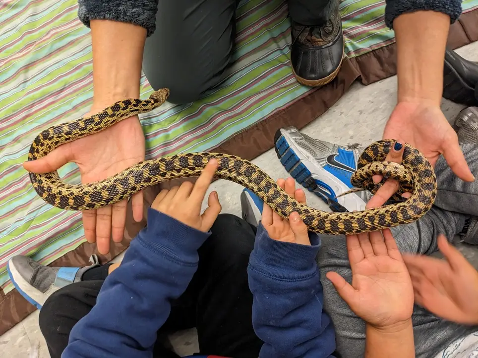 Animal Science Education Volunteer