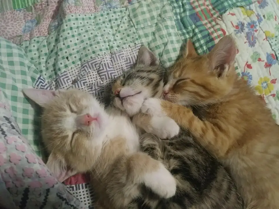 Become a foster home