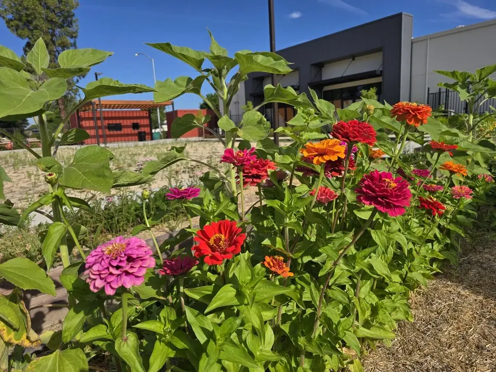 Volunteer in our Medicinal/Community Garden