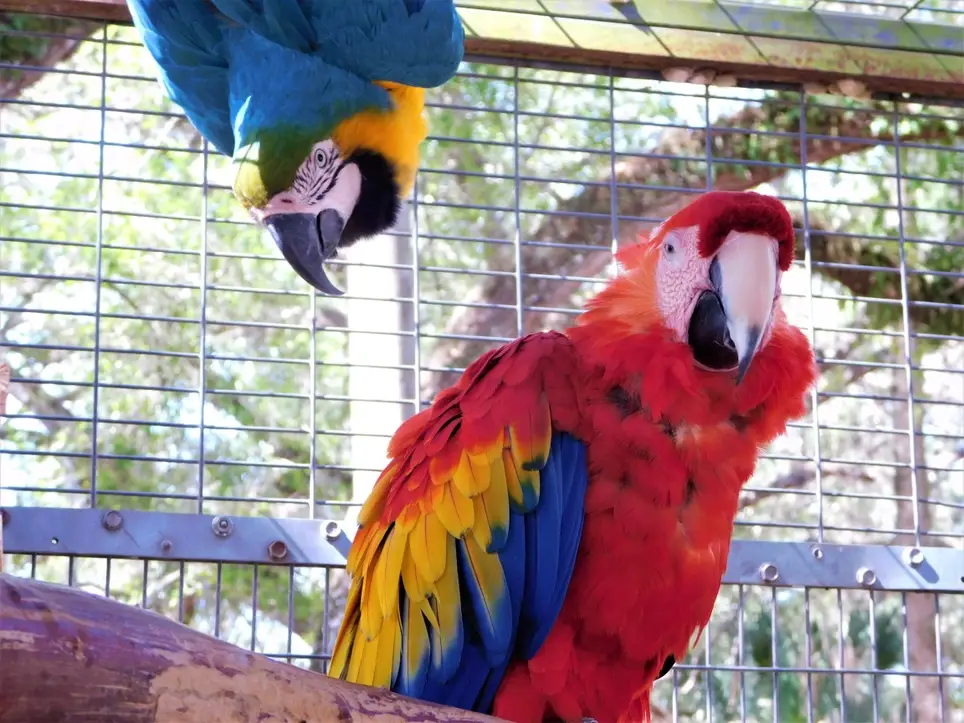 Direct Animal Care Team