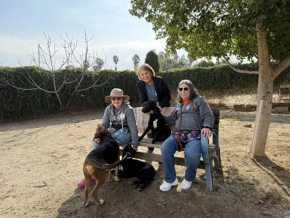 Be a Hero For Homeless Pets - Volunteer with Us!
