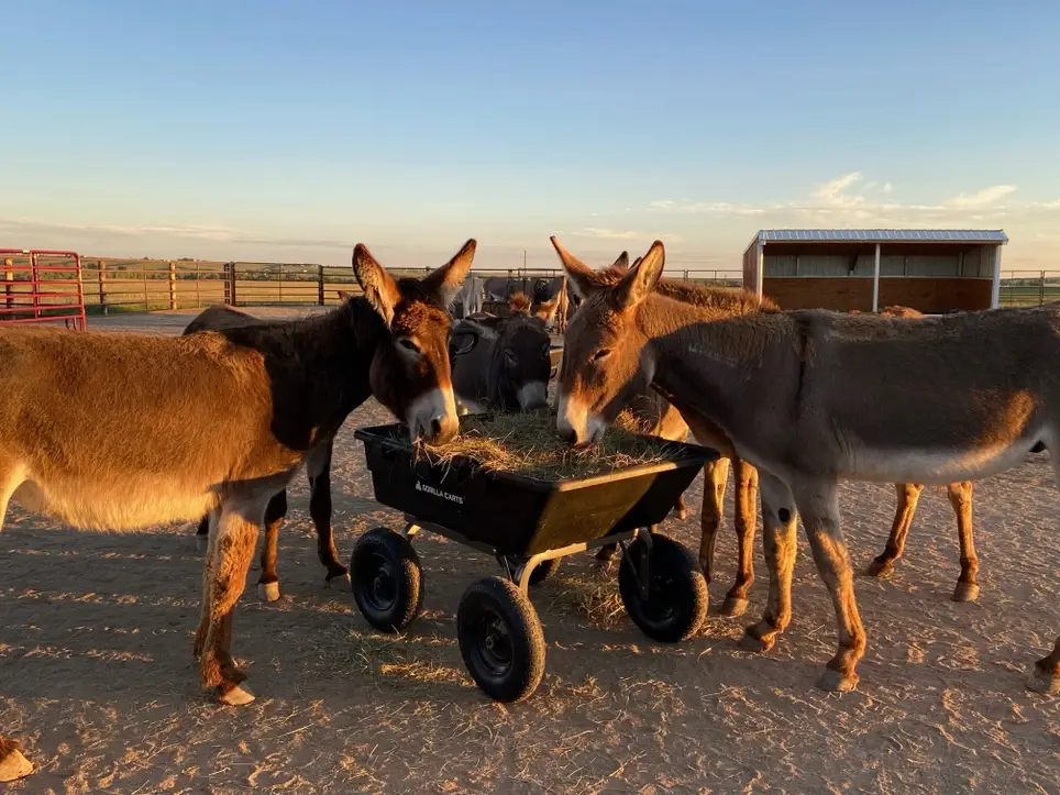 Burro Base Camp Camper Care Team