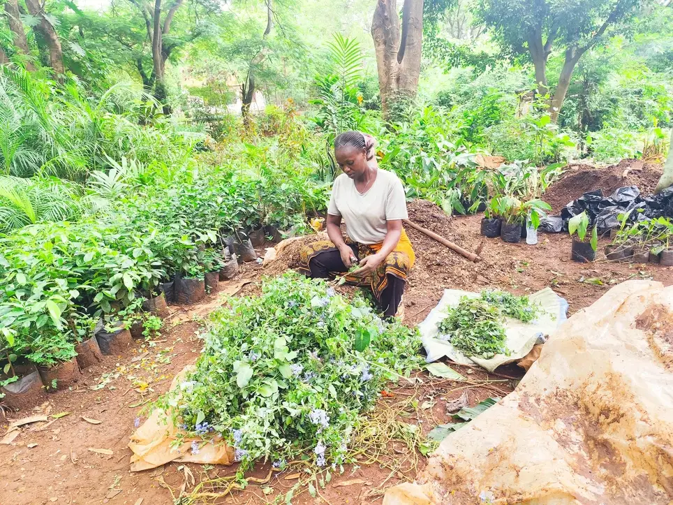 Tree Nursery Volunteer: Help Grow and Care for Tree Seedlings for Schools, Communities and Environmental Conservation in Tanzania