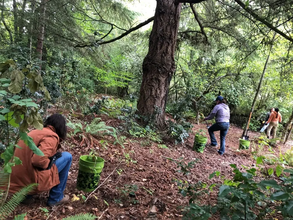 Enhance Local Bird Habitat at University Place's Adriana Hess Wetland Park - Join PCD's June 13 Work Party!