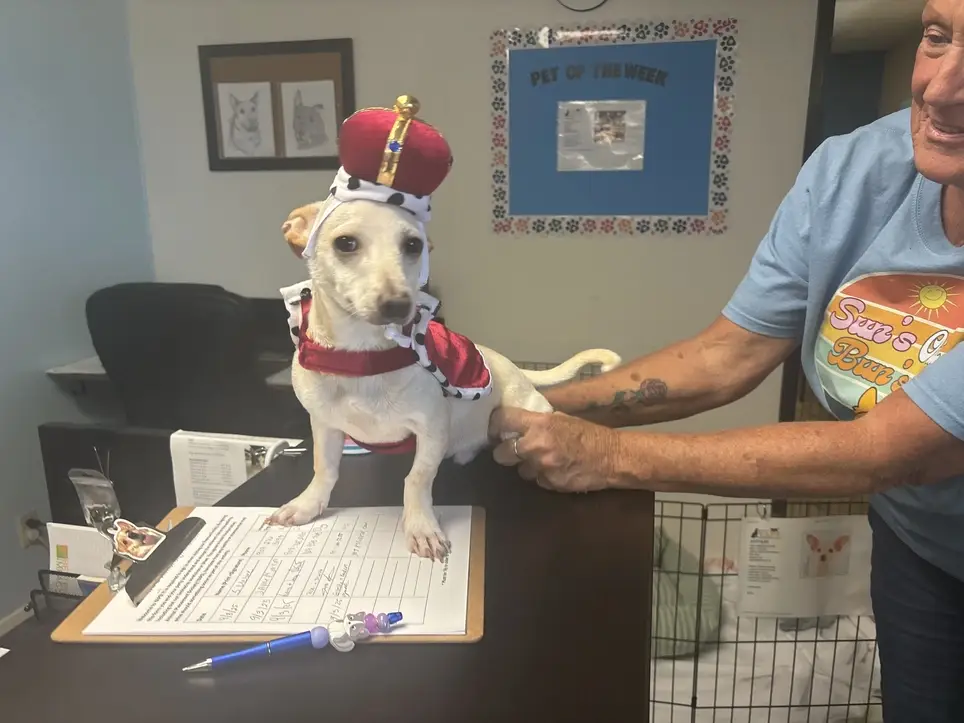 Volunteer Outreach Coordinator