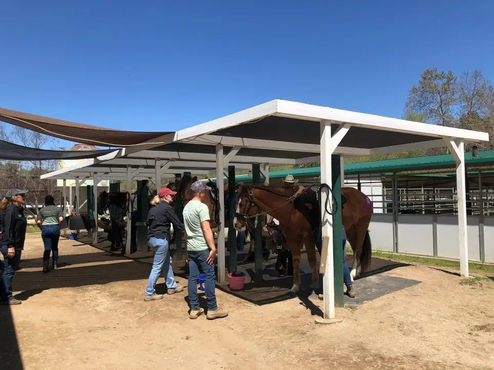 Barn Team: Equine Care Assistants