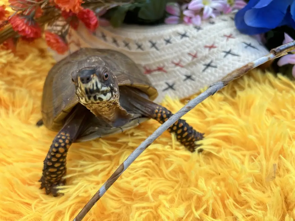 Front Desk/Reception