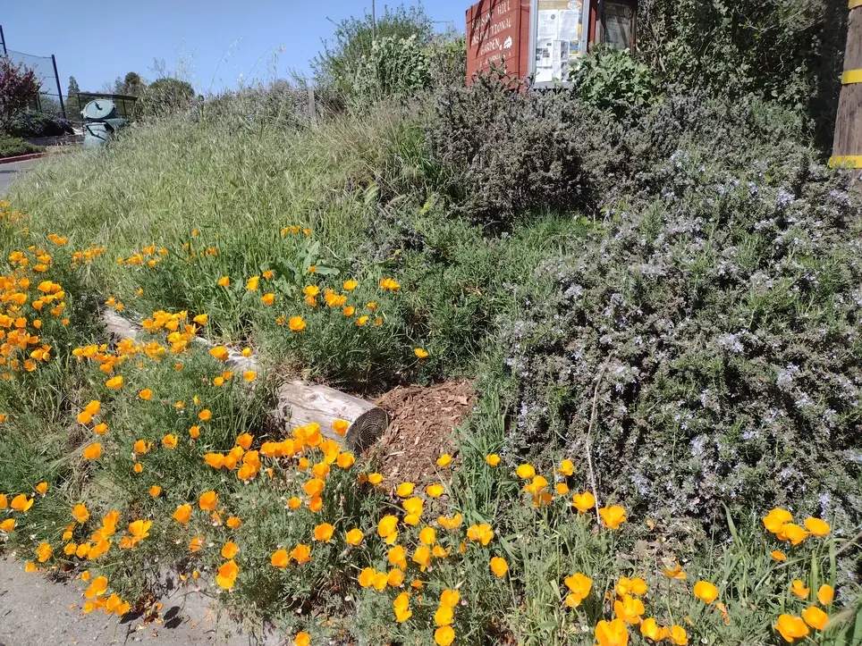 PHIG, a California Wildlife Habitats Garden