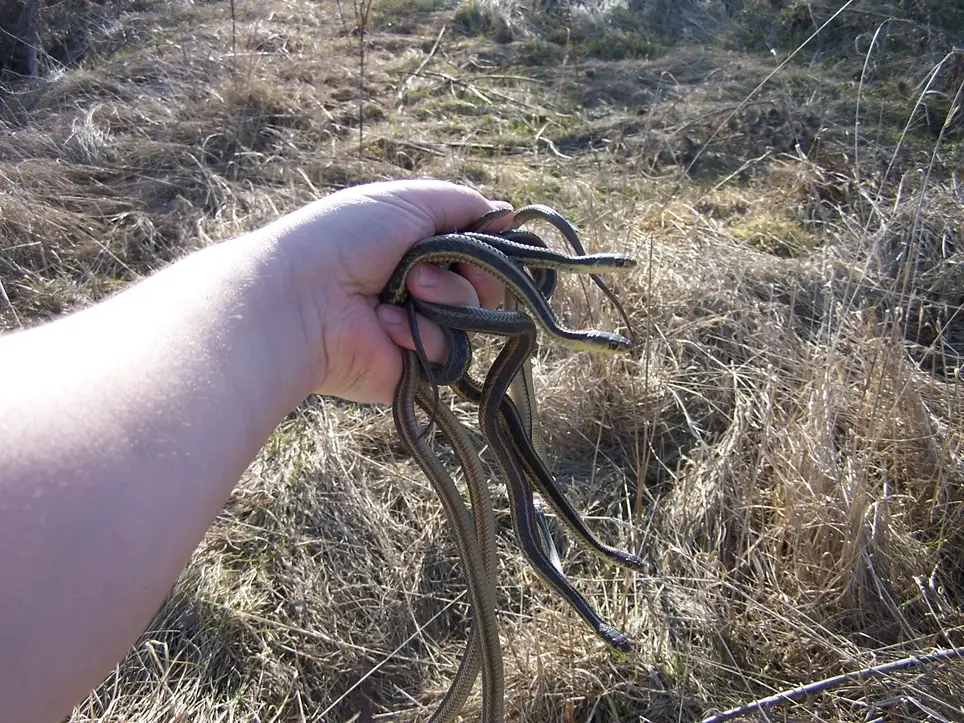 Frog and Toad Survey Kickoff/Training