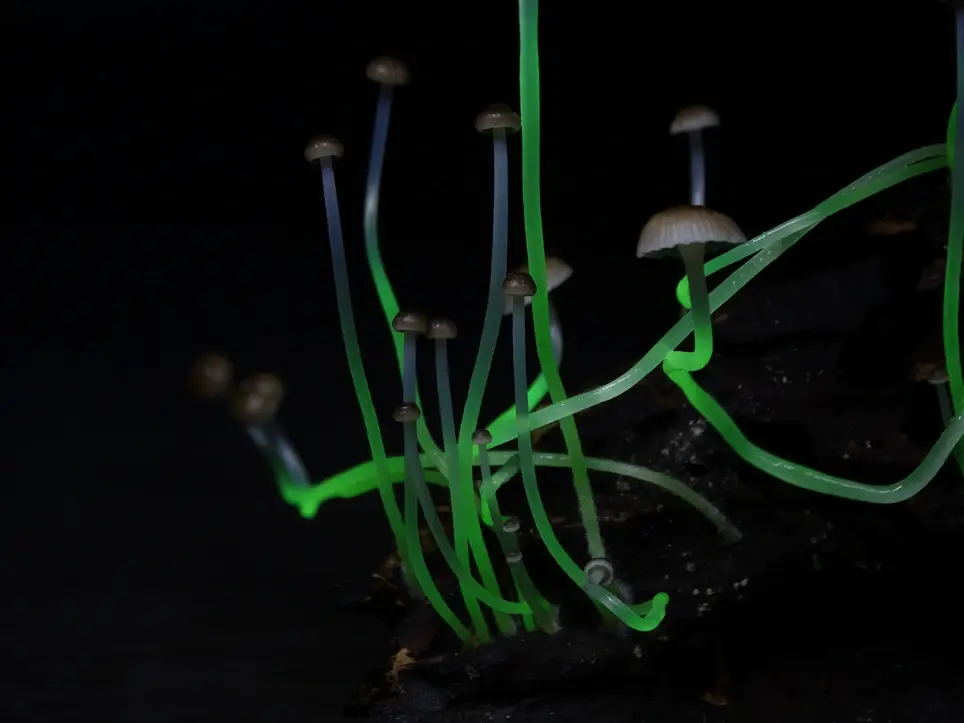 Bioluminescent Mushroom Researcher in Brazil