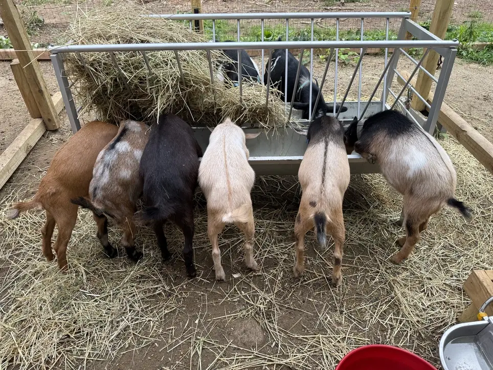 Volunteer at Granite Brook Farm