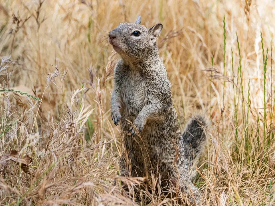 Alum Rock Park BioBlitz