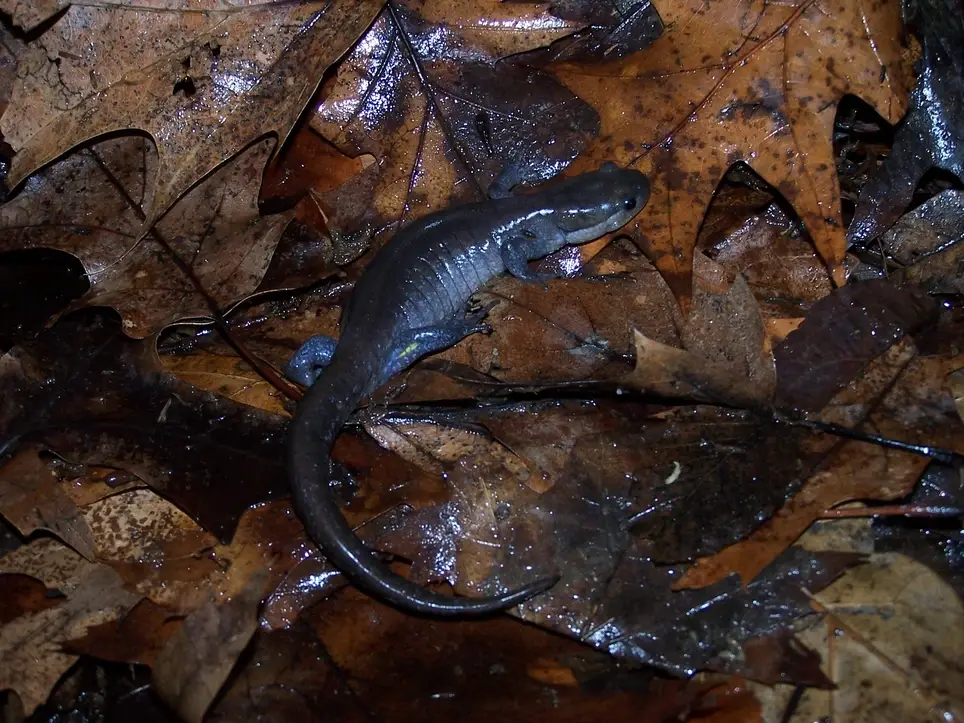 Salamander Survey Kickoff/Training