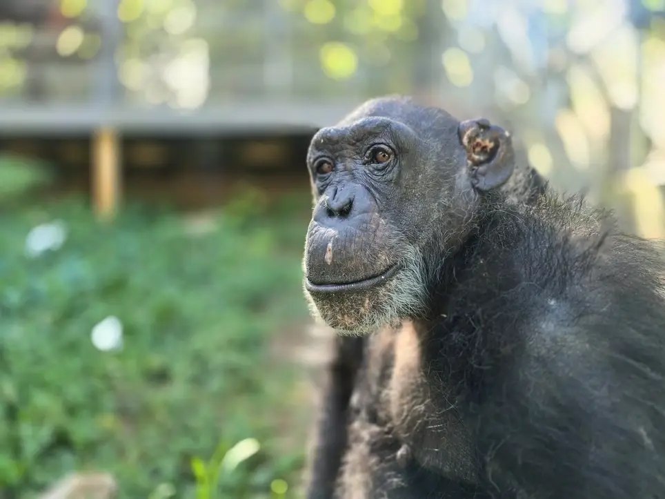 Primate Rescue Center | On-Site Volunteers Needed