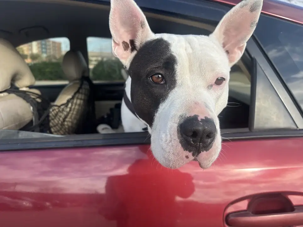 DFW Pets are Family, Lancaster City Park, Saturday, May 16, 2026, 7:00 AM - 12:00 PM, 211 W. Beltline Rd., Lancaster, TX 75146