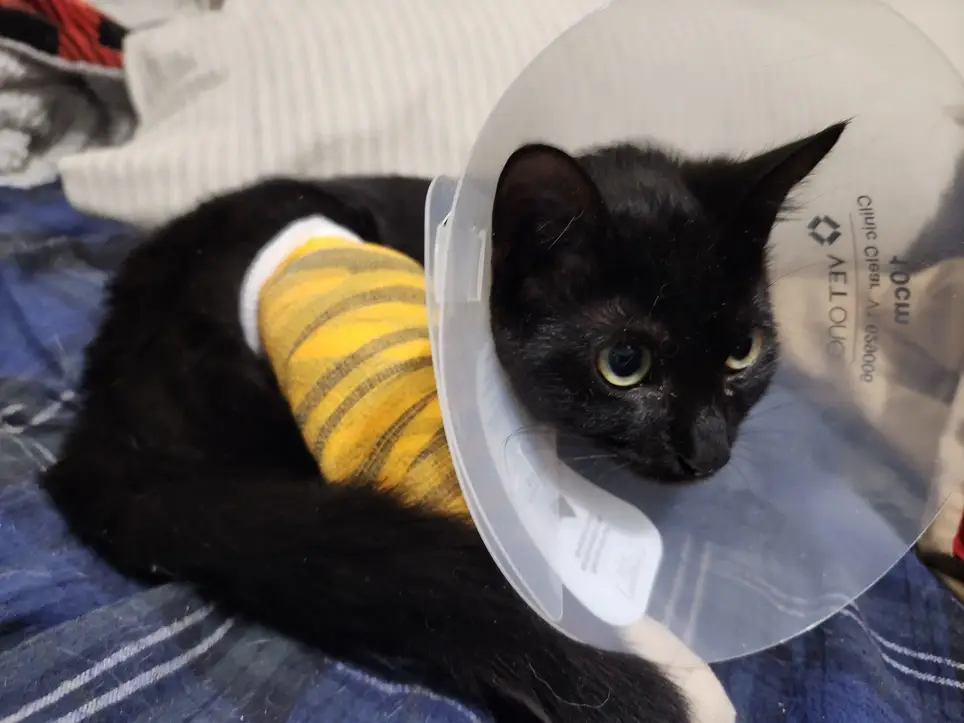 Volunteer Wellness Coordinator