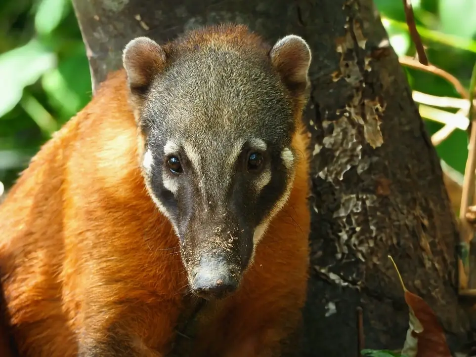 Cuidador de animales - Trabajar con vida silvestre rescatada en la selva
