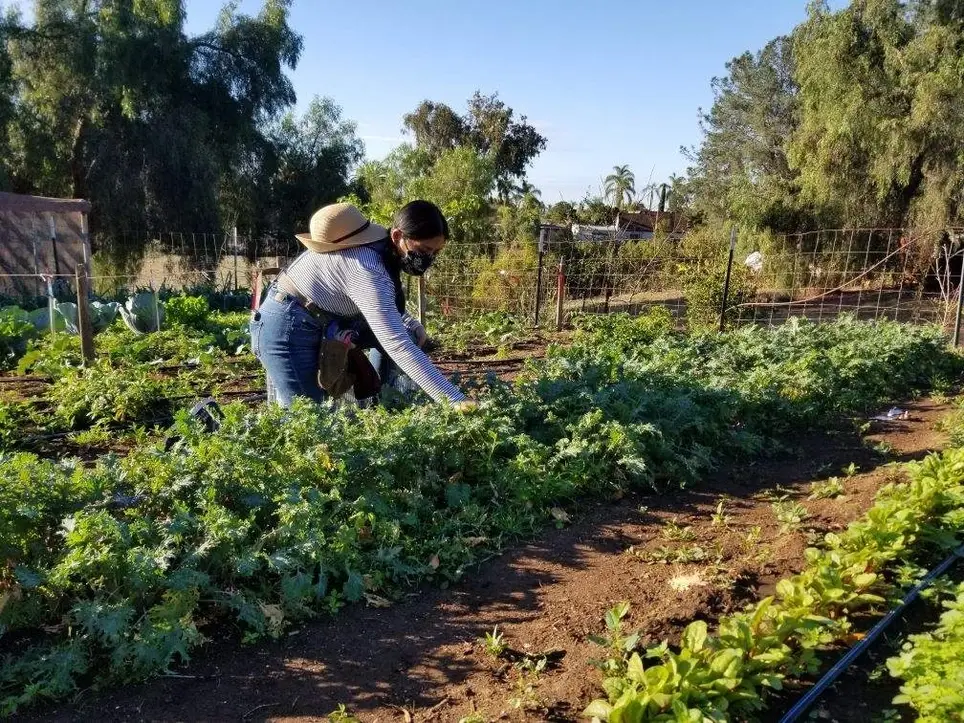 Sustainable Urban Agriculture Internship