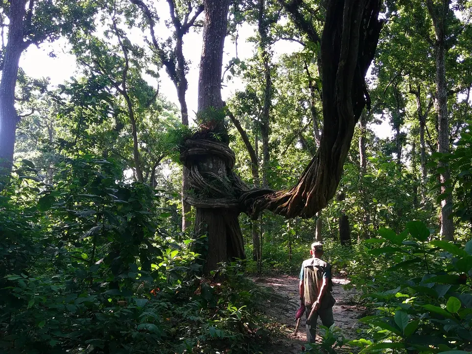 2 weeks Volunteering Safari Hiking conservation