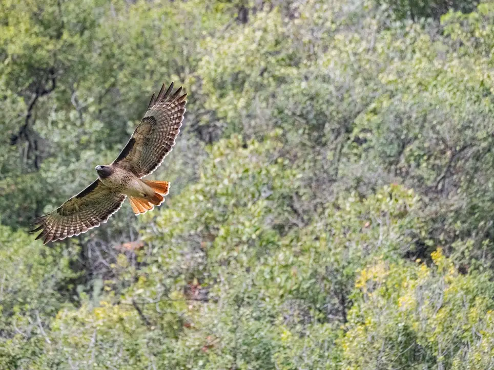 Alum Rock Park BioBlitz