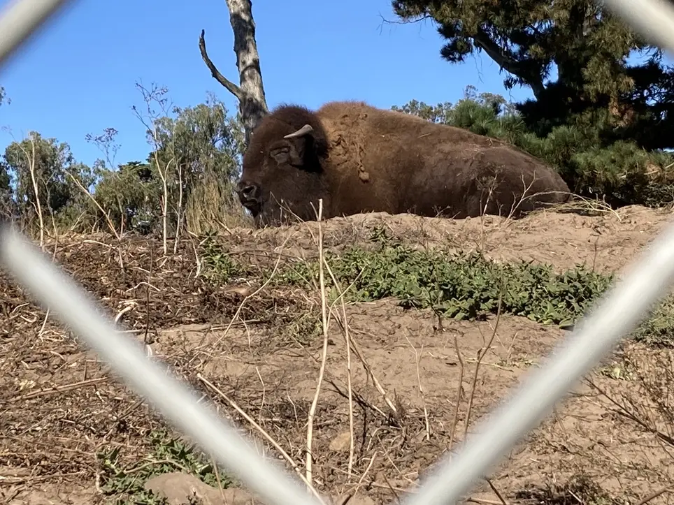 Volunteer in Golden Gate Park with Golden Gate Bird Alliance (formerly Golden Gate Audubon)