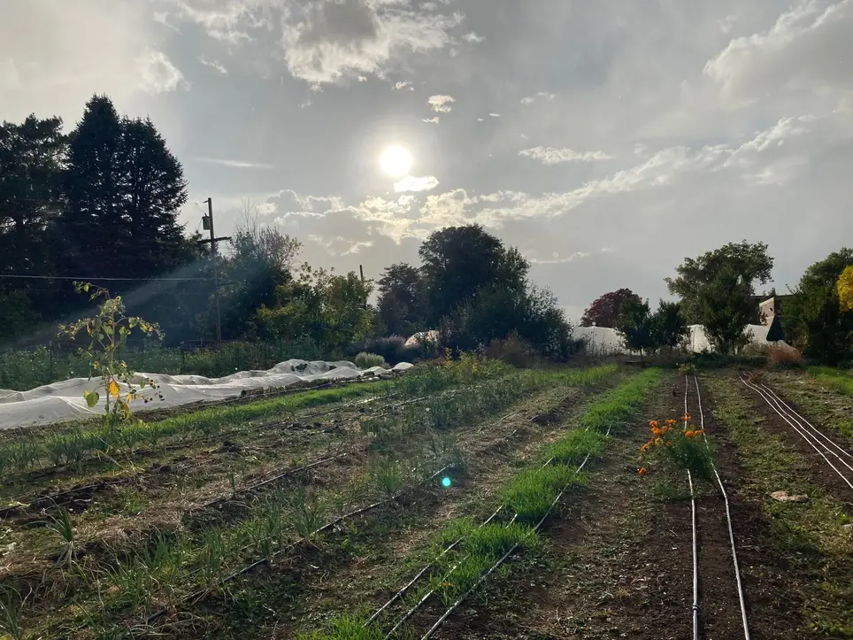 Volunteering at Denver Green School Community Farm