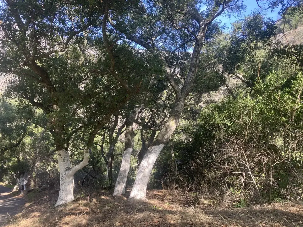 Volunteer Day Outdoors at Big Oak Canyon