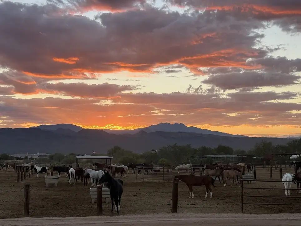 Nonprofit Volunteer Opportunities Supporting Kids & Animal Programs