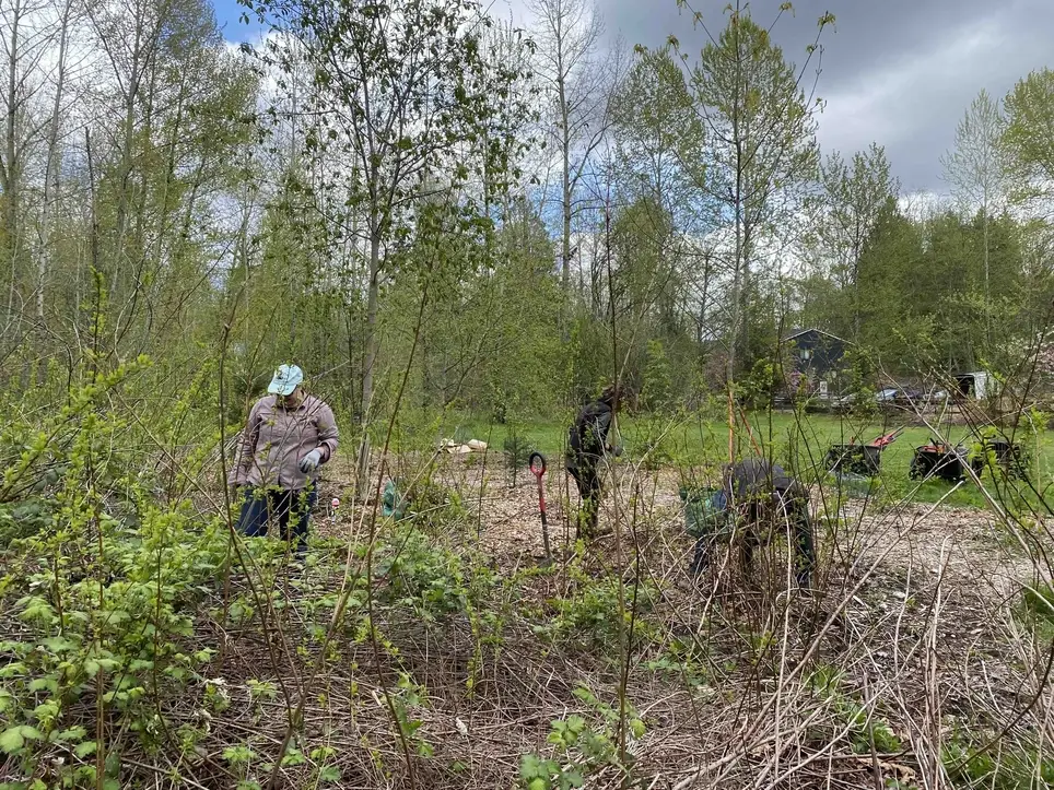 3/28 Swamp Creek Habitat Restoration Work Party (in Kenmore) - Wallace Swamp Creek Park