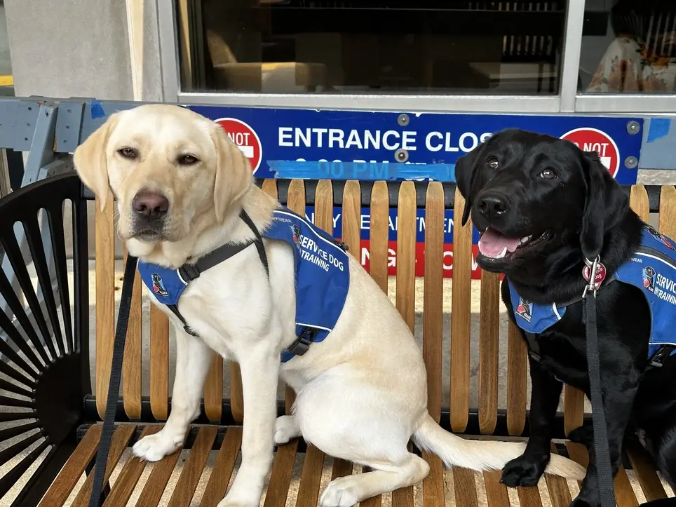 Raise a Puppy, Save a Life as a Volunteer Weekend Puppy Raiser