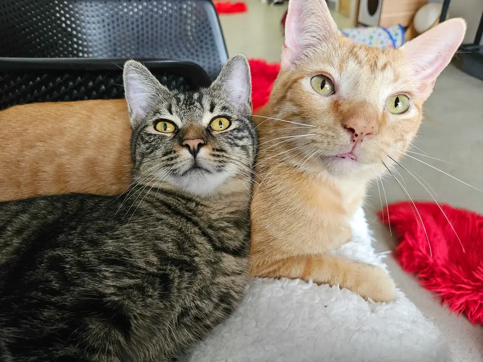 Cat Rescue care and cuddles