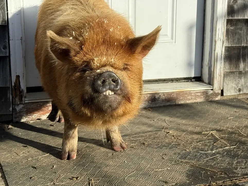 Volunteer and get goat hugs