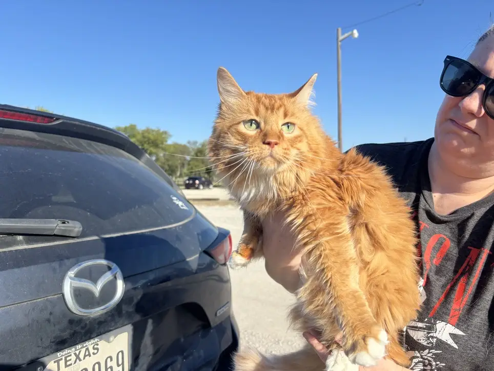 DFW Pets are Family, Denton, TX,