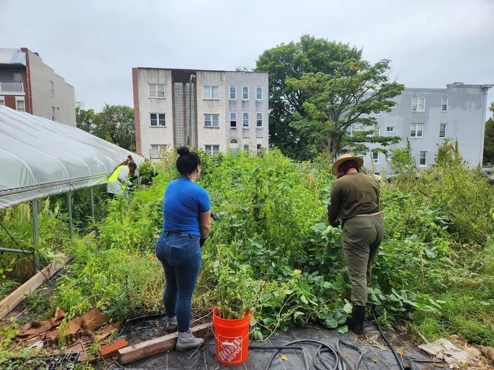 Harlem Park Community Farm Volunteer Days