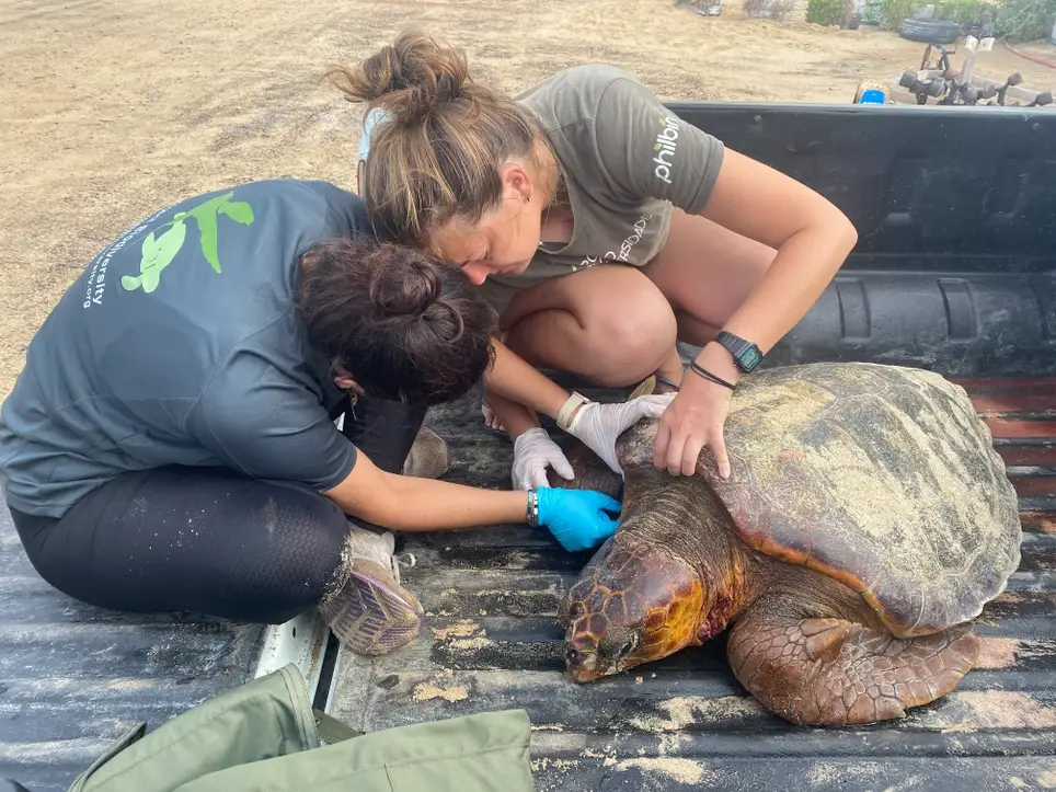 🐢 Join Our Turtle Nesting Patrol in Sal Island, Cabo Verde!