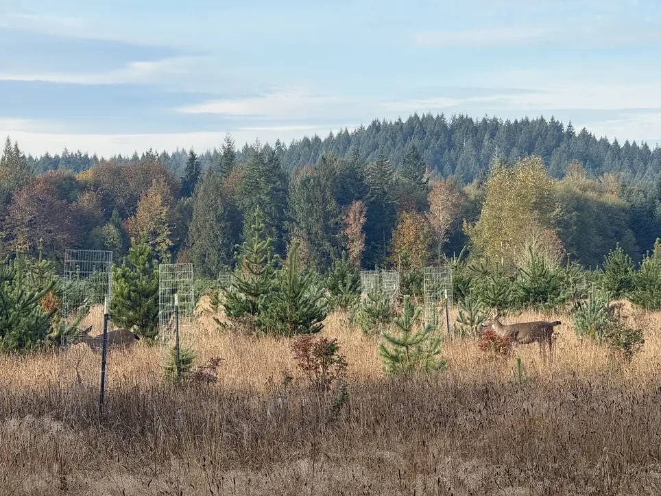 MLK Day Tree Planting
