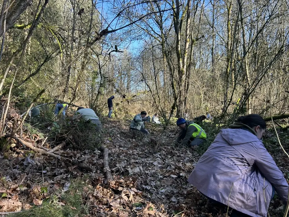 03/28 Ivy and Holly Removal at Dirksen Nature Park
