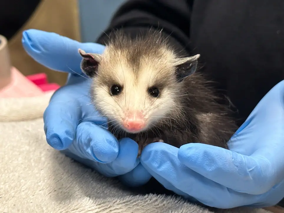 Nebraska Wildlife Rehab Wildlife Care Volunteer (Bird, Mammal, or Herptile)