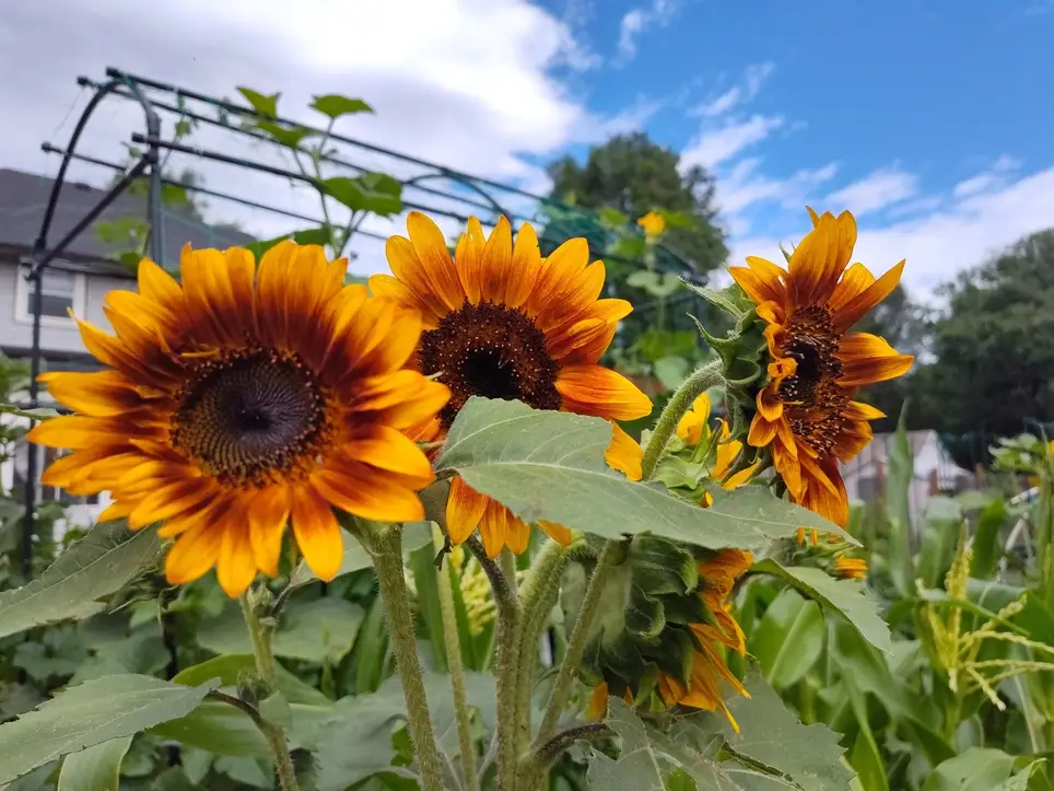 Monthly Community Space Maintenance: Saturday, May 30th, 2026