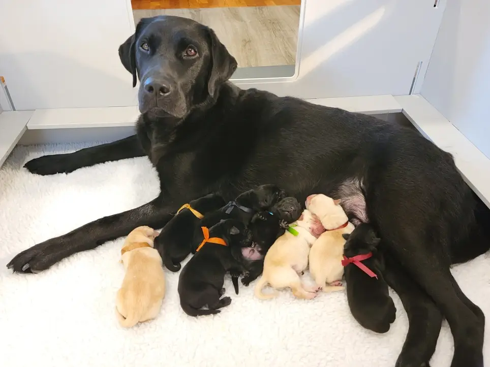 Foster a Female Breeding Dog for Leader Dogs for the Blind