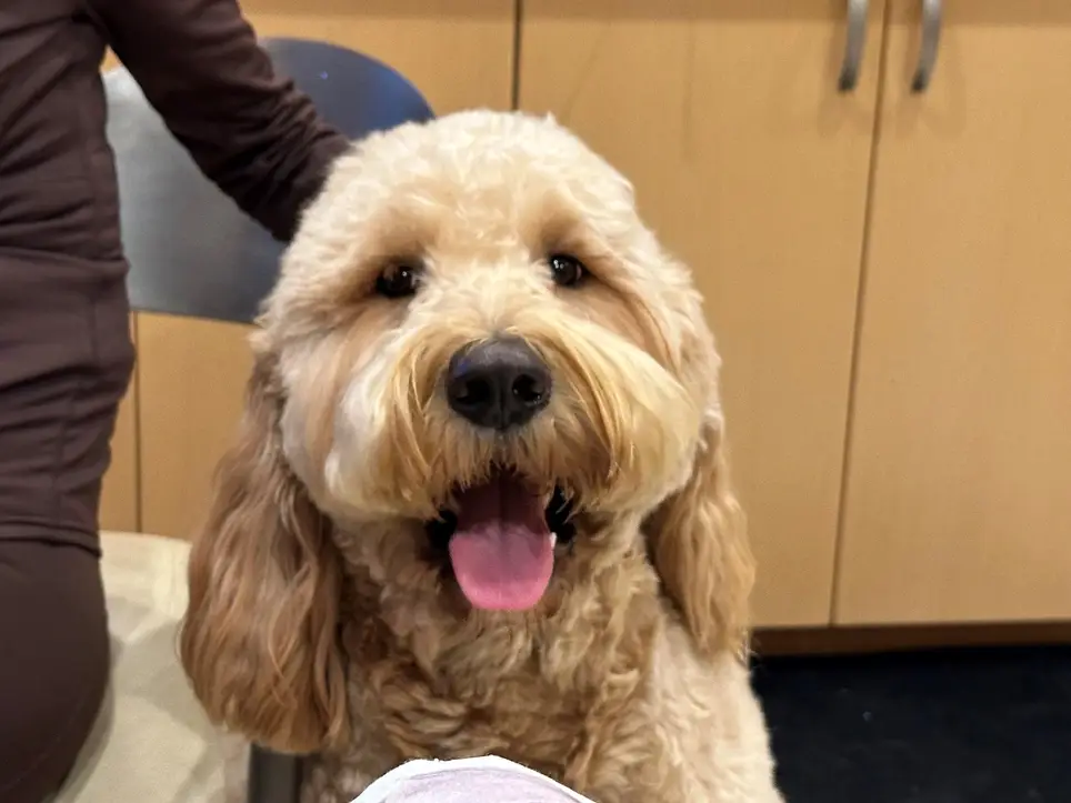 Pet Therapy Volunteer Program