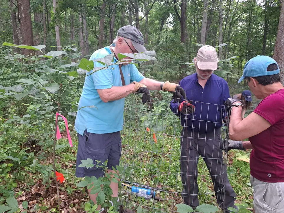 Forest Stewardship at Zega Preserve